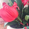 isalina2202