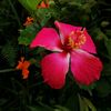 yolandarivas078