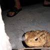 swapfrog726