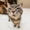vi_khu