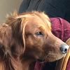 red_goldens2