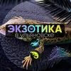 Экзотика в Ульяновске🦎
