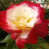 dianeplunkett55