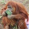 dyslexicorangutan