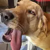 nikkiandamuse
