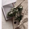 cyaa_396