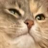 lylas_beans