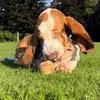 stinkythebassethound