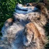 teampets8483