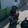 bima_bull