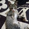 catlovers._7