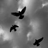 dhoom__78