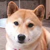 much0433