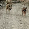 sasacentauro