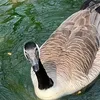 jerry_the_swan