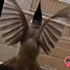 userfggbcavjv6