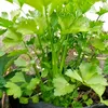 ratudewy21.com
