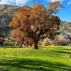 omidballak