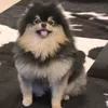 btxtpen
