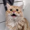 kyuubithekat