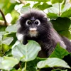 secret_monkey8
