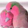 birdofsorrows1