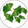 ginkgoales