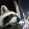 arctic_racoon