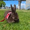 pickle_therabbit