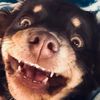 grizz_auggie