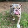 stacywinniebulldog