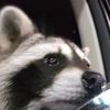 .trashpandas