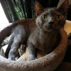metalcatdad781990