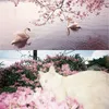 ari_nkaka