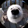 bubu_bim