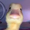 crimelux