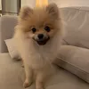 pippothepom