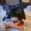 shelly_000000