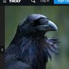 pnw_birdwatcher
