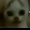 vovchikk_po