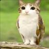 melon_cat4