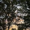myownheart33