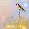 fjggbdmsc