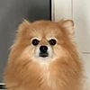 louisthepom29