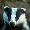badbadger2024