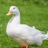 duckquacker12