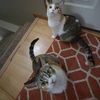 ilovecats7925