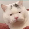 niatsuko8