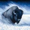 buffalomikem