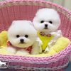 teacuppuppies